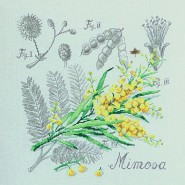  .Etude au Mimosa