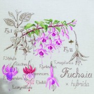  .Etude au Fuchsia